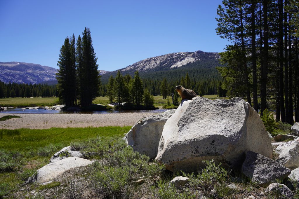 Une marmotte à Yosemite
